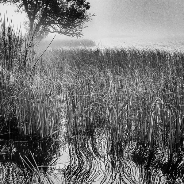 Fotografía Blanco Negro Niebla Matutina Lago Servieres Auvernia Gramíneas Árboles —  Fotos de Stock