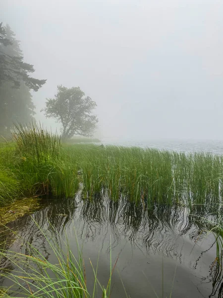 Brouillard Matinal Sur Lac Servières Auvergne Herbes Arbres Près Eau — Photo