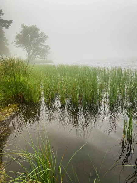 Nebbia Mattutina Sul Lago Servieres Alvernia Erba Albero Vicino All — Foto Stock