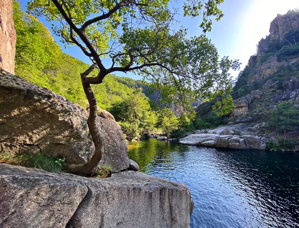 Árbol Orilla Del Río Chassezac Lozere Cevenne Francia — Foto de Stock