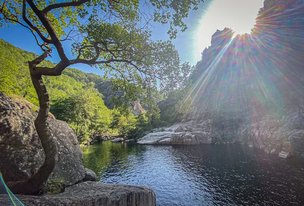 Árbol Orilla Del Río Chassezac Lozere Cevenne Francia — Foto de Stock