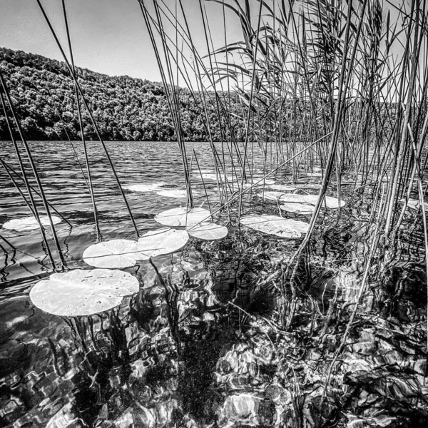 Lac Val Juraフランスの水面に咲く睡蓮などの植物の白黒画像 — ストック写真