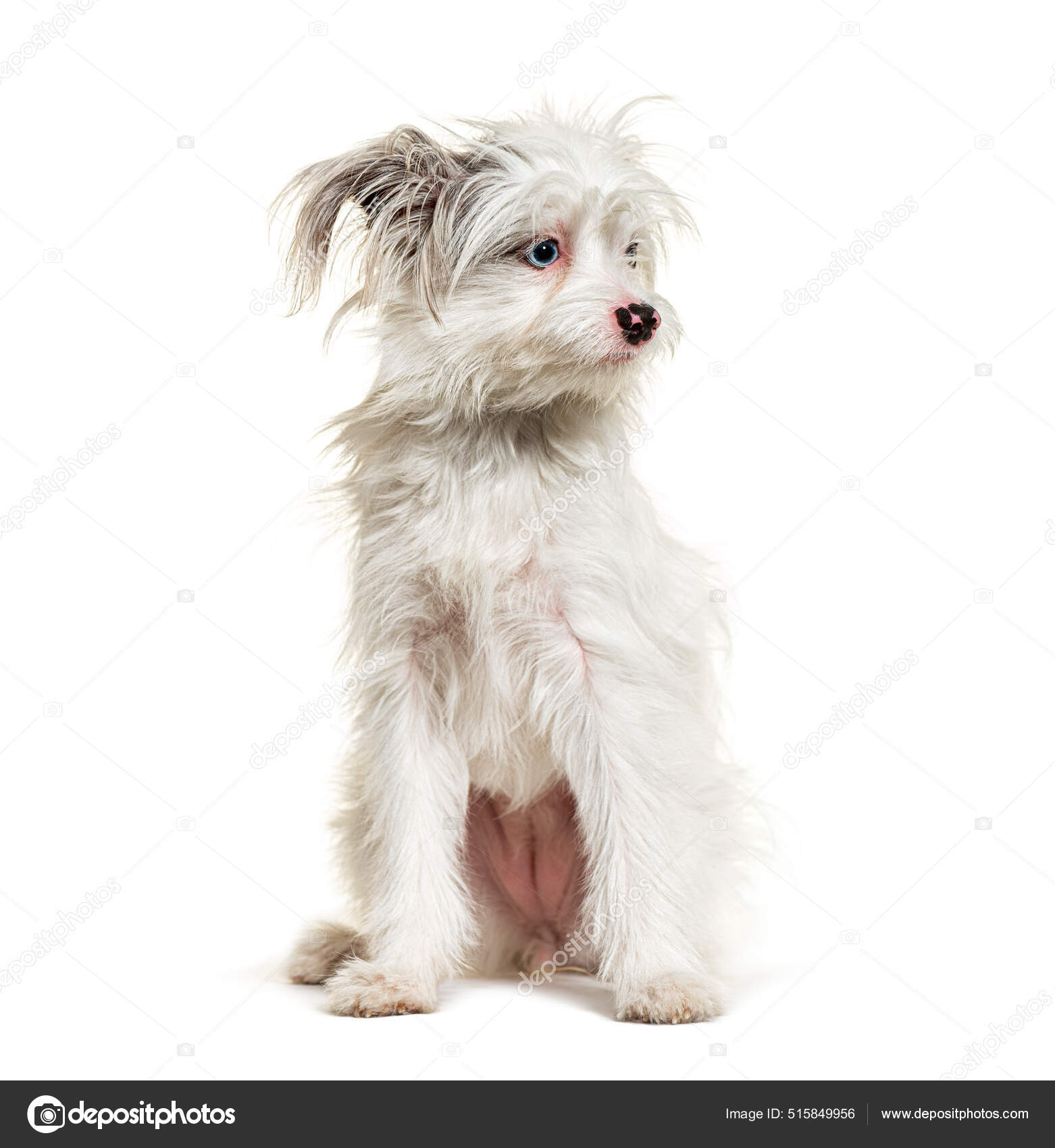 Pomeranian x best sale yorkshire terrier puppies