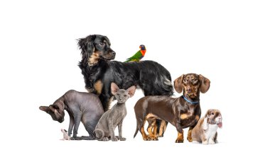 Arka arkaya evcil hayvanlar grubu, Köpekler, kediler, tavşanlar, kuşlar, beyazlar üzerinde izole edilmiş