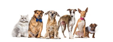 Bir grup hasta, kör, yaralı, engelli köpek ve kedi üst üste, beyaz üzerine izole edilmiş.