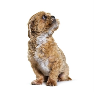 Shih Tzu köpeğinin önü görünüyor. Yukarı bakıyor, izole.