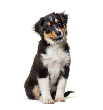 Siyah ve esmer Minyatür Amerikan Çoban Köpeği, 14 haftalık.