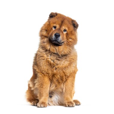 Kırmızı kaplamalı Chow Chow köpeğinin portresi