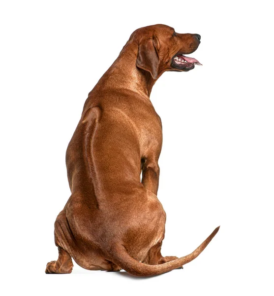 Rear View Rhodesian Ridgeback Years Old Sitting Front White Background — Stock Photo, Image
