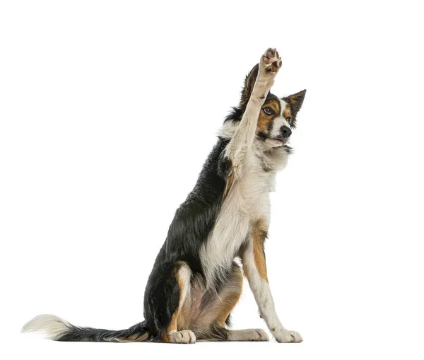 Border Collie Handtastelijkheden Omhoog Gehoorzaam Geïsoleerde Wit — Stockfoto