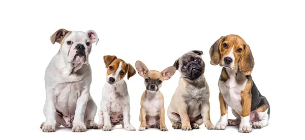 Groep Van Raszuivere Honden Rij Huisdieren Geïsoleerd Wit — Stockfoto
