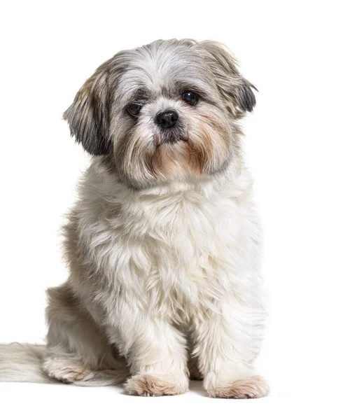 Shih Tzu Köpeği Kameraya Bakıyor Beyaz Üzerine Oturuyor — Stok fotoğraf