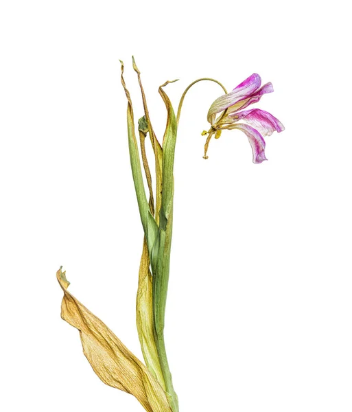 Zwiędłe Kwiaty Bukiet Przezroczysty Szklany Wazon Vintage Filtrowane — Zdjęcie stockowe