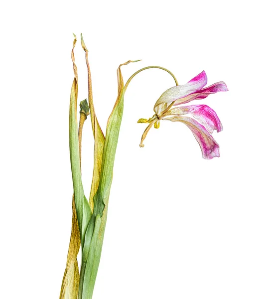 Berrak Cam Bir Vazoda Solmuş Çiçek Buketi Vintage Filtrelenmiş — Stok fotoğraf