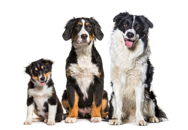 Gruppo Tre Cani Seduti Insieme Fila Bernese Mountain Dog Border — Foto Stock