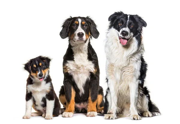 Group Three Dogs Sitting Together Row Bernese Mountain Dog Border — Stock Photo, Image