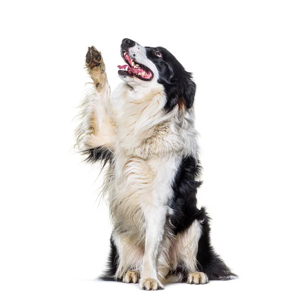 Gräns Collie Dog High Five Och Tittar Upp Isolerad — Stockfoto