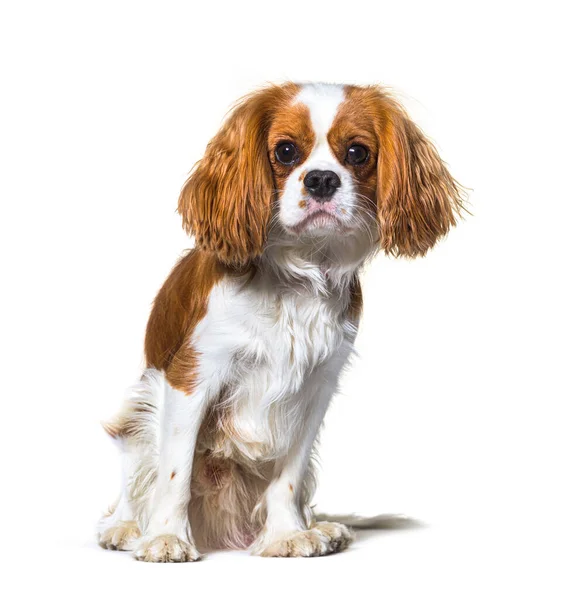 Kawaler King Charles Spaniel Pies Siedzi Przodu Odizolowany — Zdjęcie stockowe