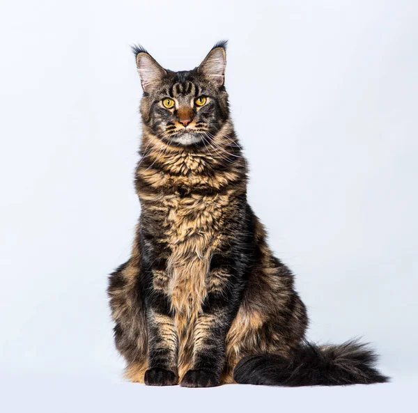 Huvudbonad Katt Sittande Framför Grå Bakgrund Gulögd — Stockfoto
