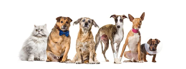 Grupo Cães Doentes Cegos Feridos Deficientes Gatos Uma Fileira Isolados — Fotografia de Stock
