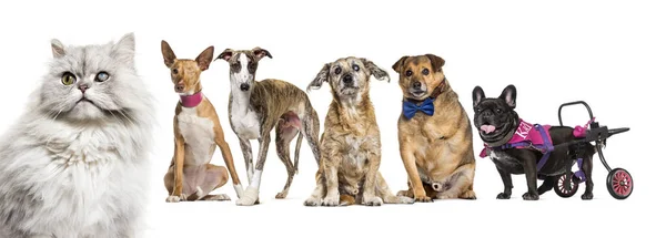 Grupo Cães Doentes Cegos Feridos Deficientes Gatos Uma Fileira Isolados — Fotografia de Stock