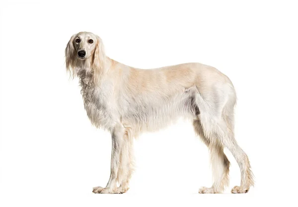 Profil Portretu Psa Grey Saluki Stojącego Patrzącego Kamerę Odizolowanego Biało — Zdjęcie stockowe