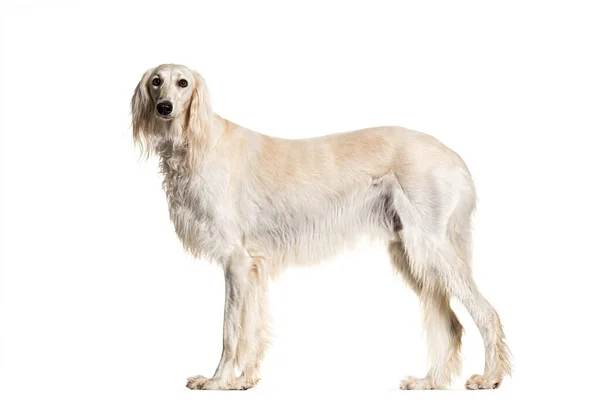 Portrait Des Grauen Saluki Hundes Stehend Und Die Kamera Blickend — Stockfoto