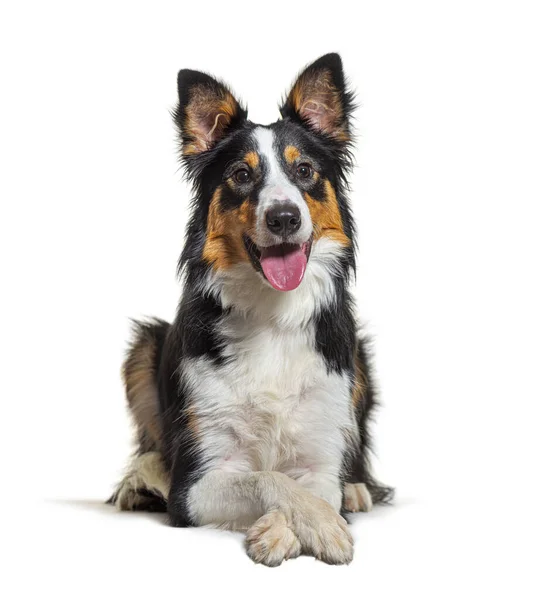 Border Collie Lying Panting Crossed Arms Training Session — Stock Photo, Image