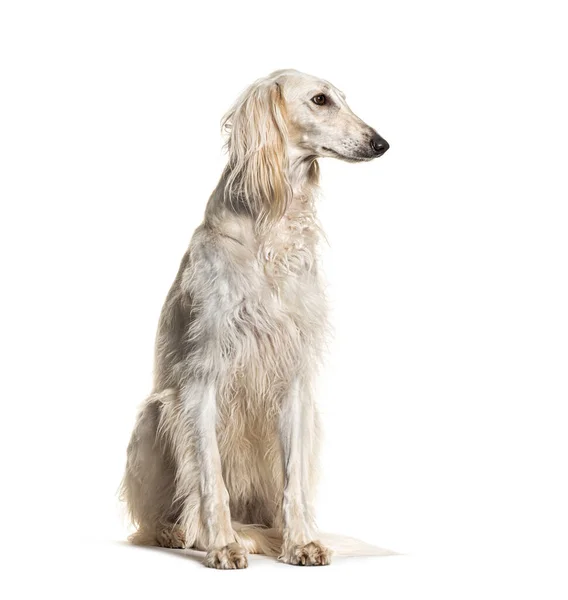 Gri Saluki Köpeği Oturuyor Başka Tarafa Bakıyor — Stok fotoğraf