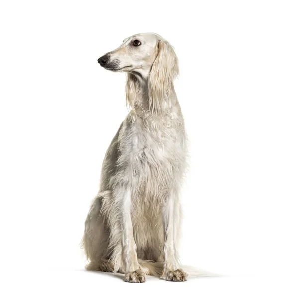 Grey Saluki Dog Sitting Looking Away Isolated White — Stock Photo, Image