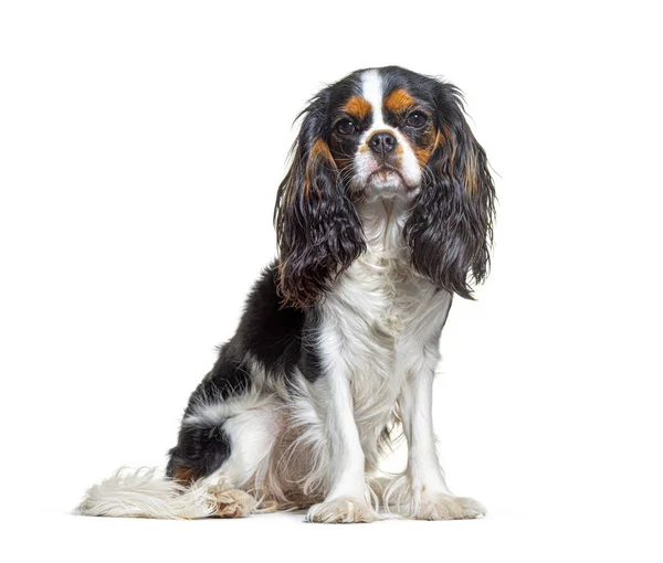 Driekleurige Cavalier King Charles Hond Zittend Gericht Camera Geïsoleerd — Stockfoto