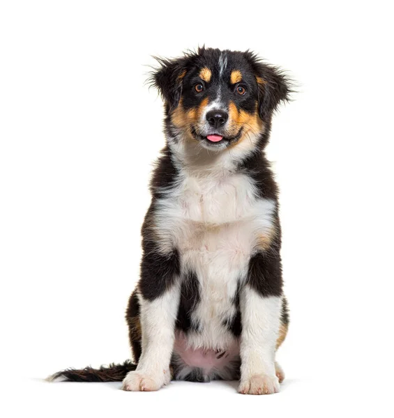 Black Tan Puppy Miniature American Shepherd Dog Fourteen Weeks Old — Stock Photo, Image