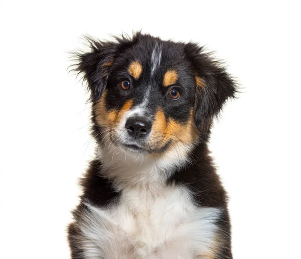 Portrait Black Tan Puppy Miniature American Shepherd Dog Fourteen Weeks — Stock Photo, Image