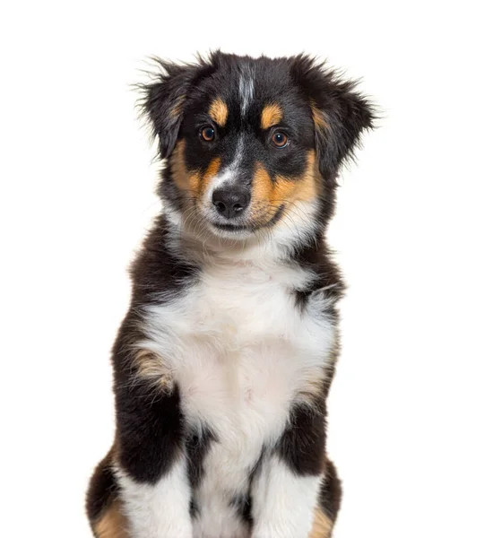 Siyah Esmer Minyatür Amerikan Çoban Köpeği Haftalık — Stok fotoğraf