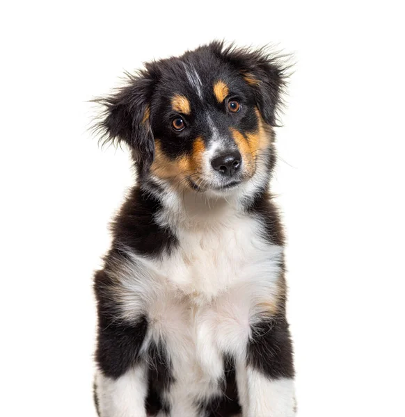 Fekete Barna Puppy Miniatűr Amerikai Juhász Hetes Elszigetelt Fehér — Stock Fotó
