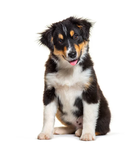 Zwart Bruin Puppy Miniature American Shepherd Veertien Weken Oud — Stockfoto