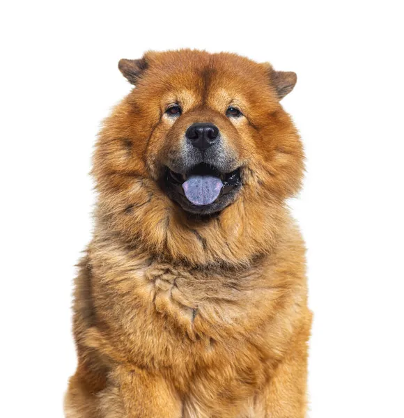 Cabeza Chow Chow Recubierto Rojizo Mostrando Lengua Bleu Mirando Cámara — Foto de Stock