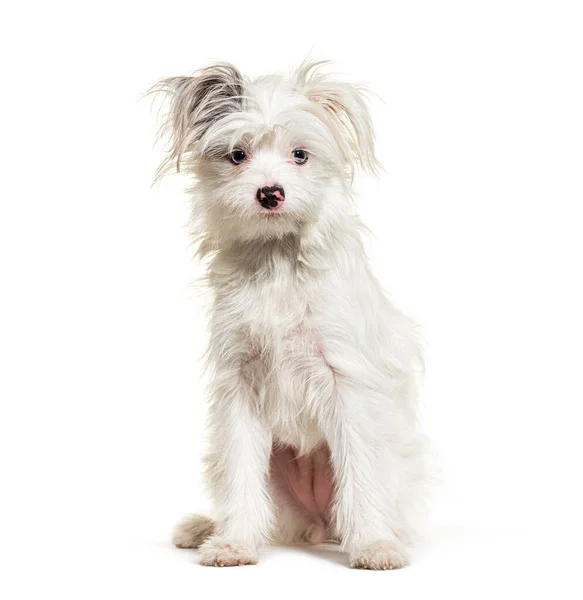 Vit Yorkie Pom Isolerad Vitt Blandras Pommerska Och Yorkshire Terrier — Stockfoto