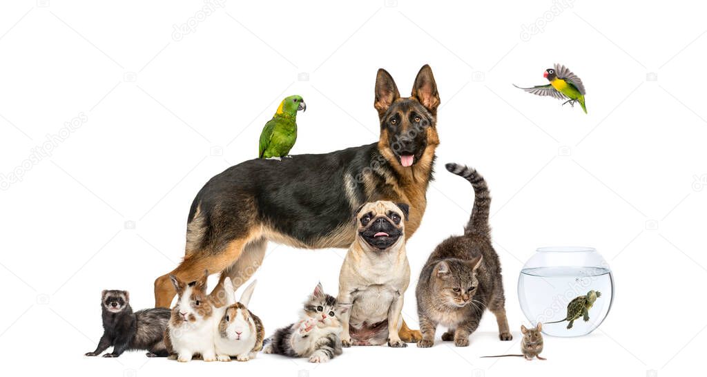 Group of pets in a row, Dogs, cats, ferret, rabbit, birds, mouse, isolated on white
