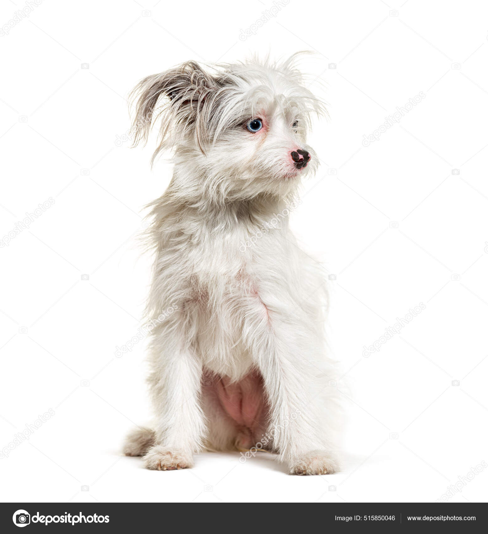 White Yorkie Pom Dog Isolated White Mixedbreed Pomeranian