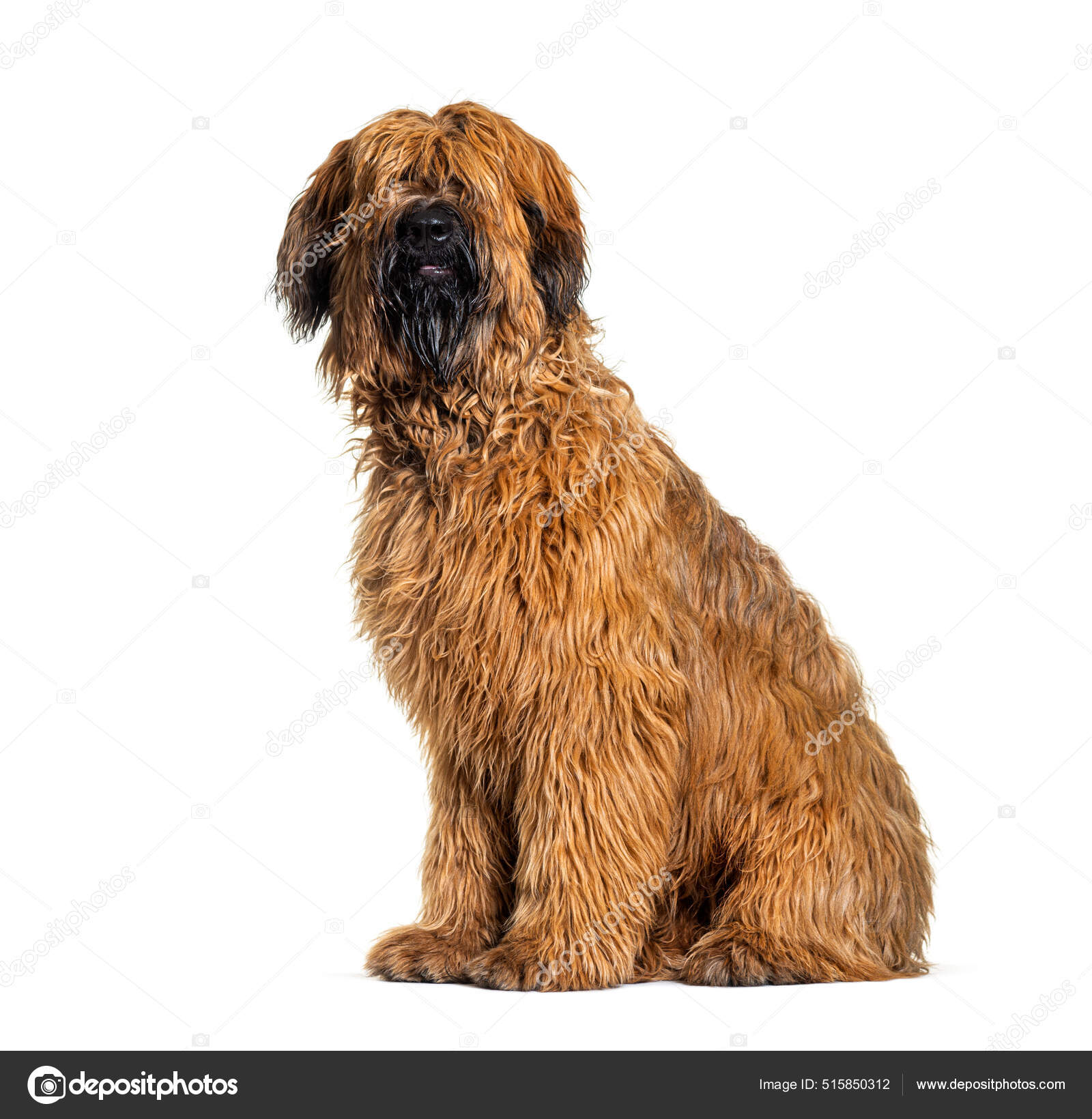 French Herding Dog Canine Briard Dog Short Hair Herding Dog Breeds
