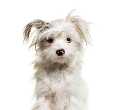 Beyaz tüylü Yorkie-Pom köpeğinin başı beyaza izole edilmiş. Pomeranya ve Yorkshire Teriyeri melezleri
