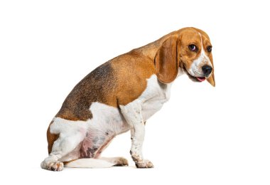 Korkunç Beagle köpeği üzgün bir yüz yapıyor, korkunç bir konsept, beyaz tenli.