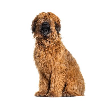 Soluk soluğa Fawn Briard köpeği önde oturuyor, beyaz tenli.