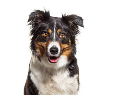 Üç renkli bir çoban köpeğinin portresi. Yüzü bembeyaz, soyutlanmış. 