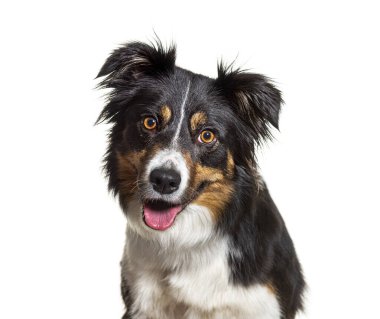 Üç renkli bir çoban köpeğinin portresi. Yüzü bembeyaz, soyutlanmış. 