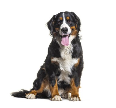 Üç renkli Bernese Dağ Köpeği oturuyor, kameraya bakıyor ve soluk soluğa soluğa kalıyor.
