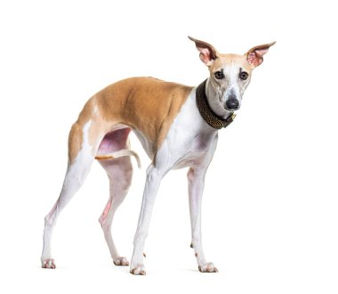 Duran Whippet köpeği tasma takıyor, beyaz üzerine izole edilmiş.