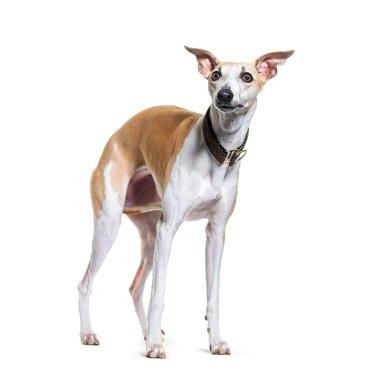 Bembeyaz bir tasma takmış Whippet 'in köpeğine bakıyorum.