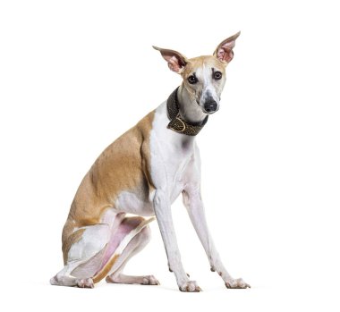 Oturan Whippet köpeği tasma takıyor ve beyaz kameraya bakıyor.